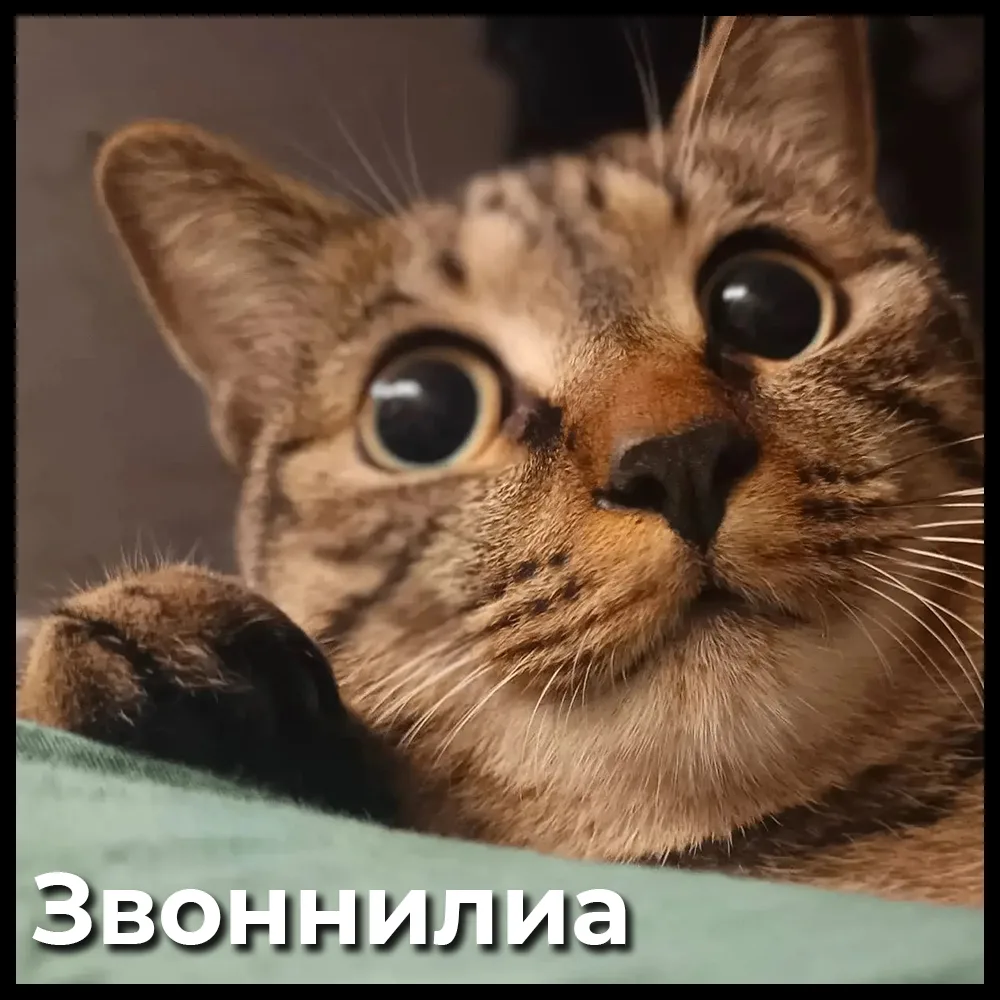 Усатый Хвост 🐾