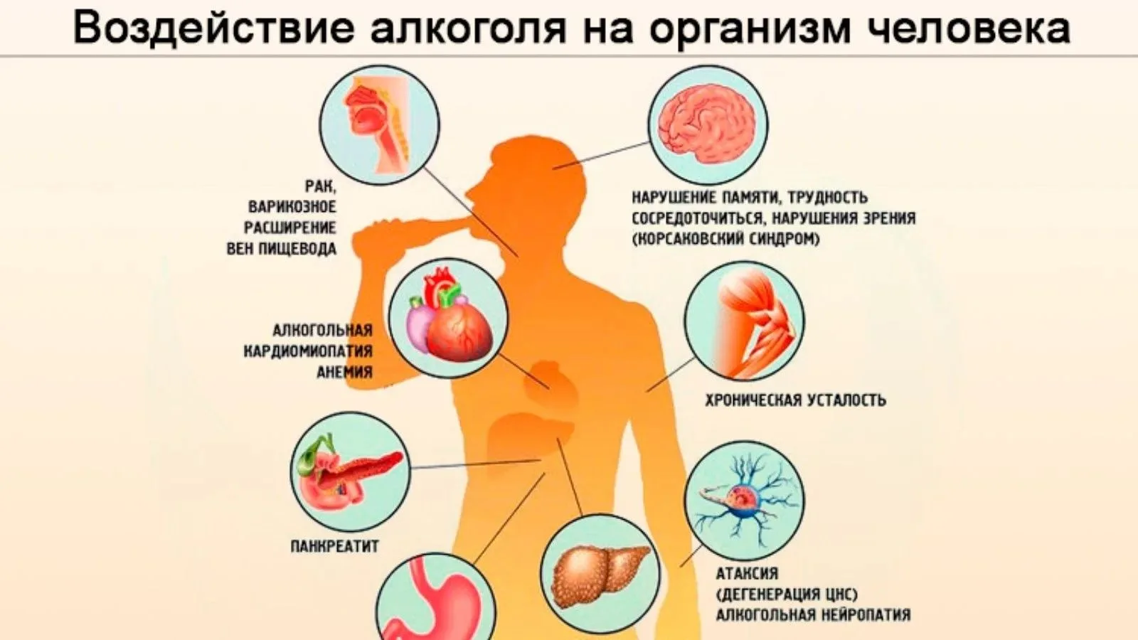 Алкоголь и организм: чем он опасен?