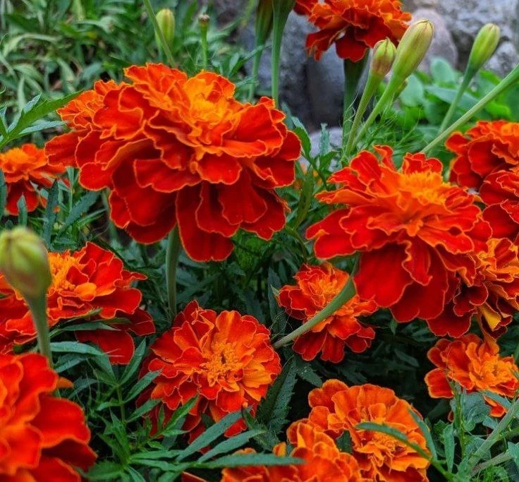🌼 Что делать с бархатцами после цветения