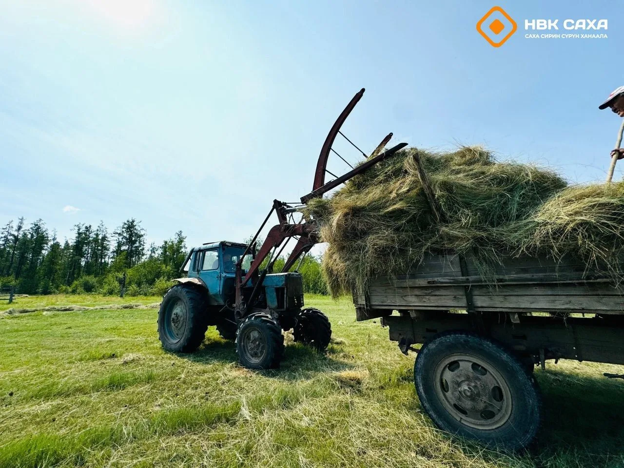 Саха сиригэр 392 тыһ тахса туонна от бэлэмнэннэ уонна 61 тыһ тахса туонна хортуоппуй хо...