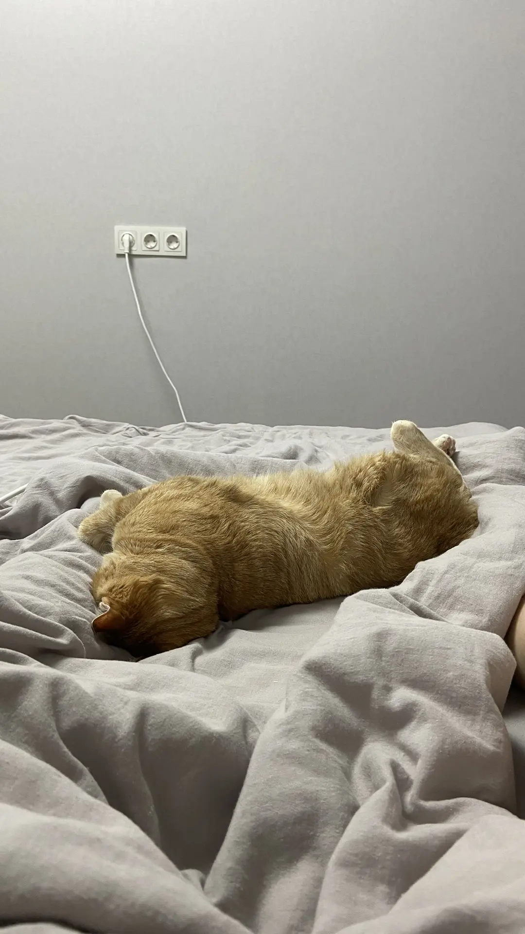 Эй! Выключите свет! Я же пытаюсь заснуть 😾