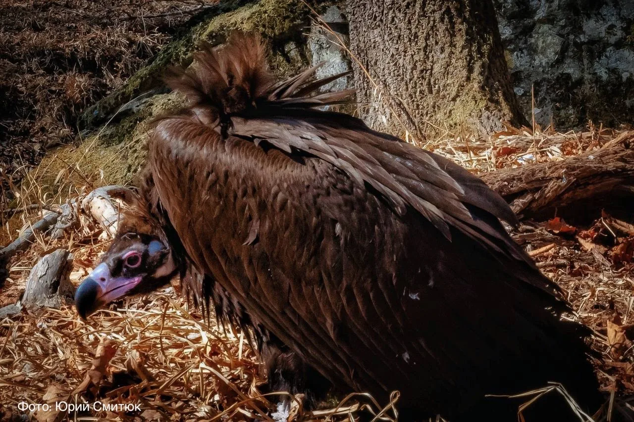 Пакуем чемоданы, ребята, отпуск закончился! 🦅  Лето, солнце, жара — сказка, но не для чёрных грифов.