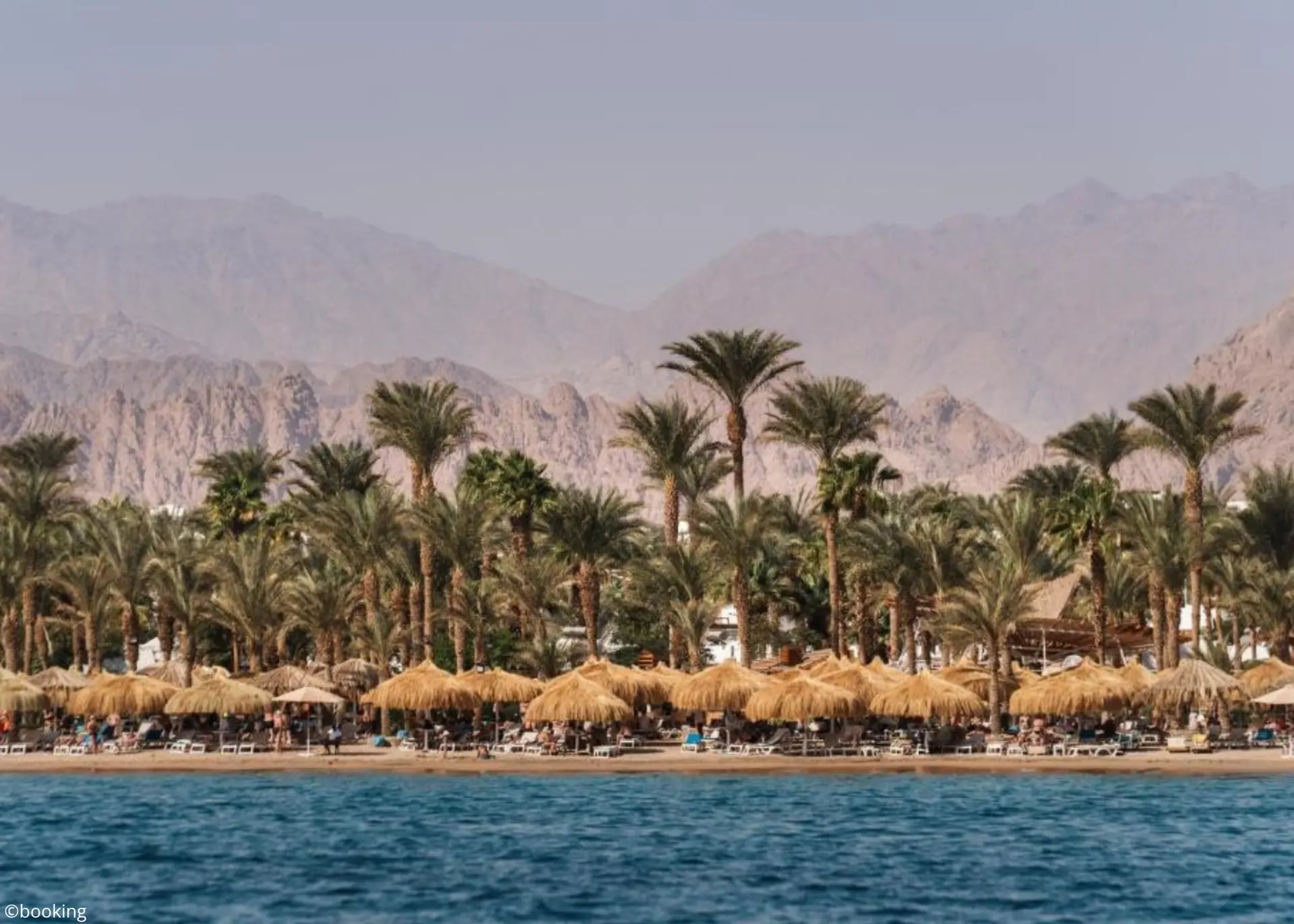 🏖**«Идеальный тюлений отдых!» — вот что говорят об отдыхе в JAZ Fayrouz Resort 4* в Ша...