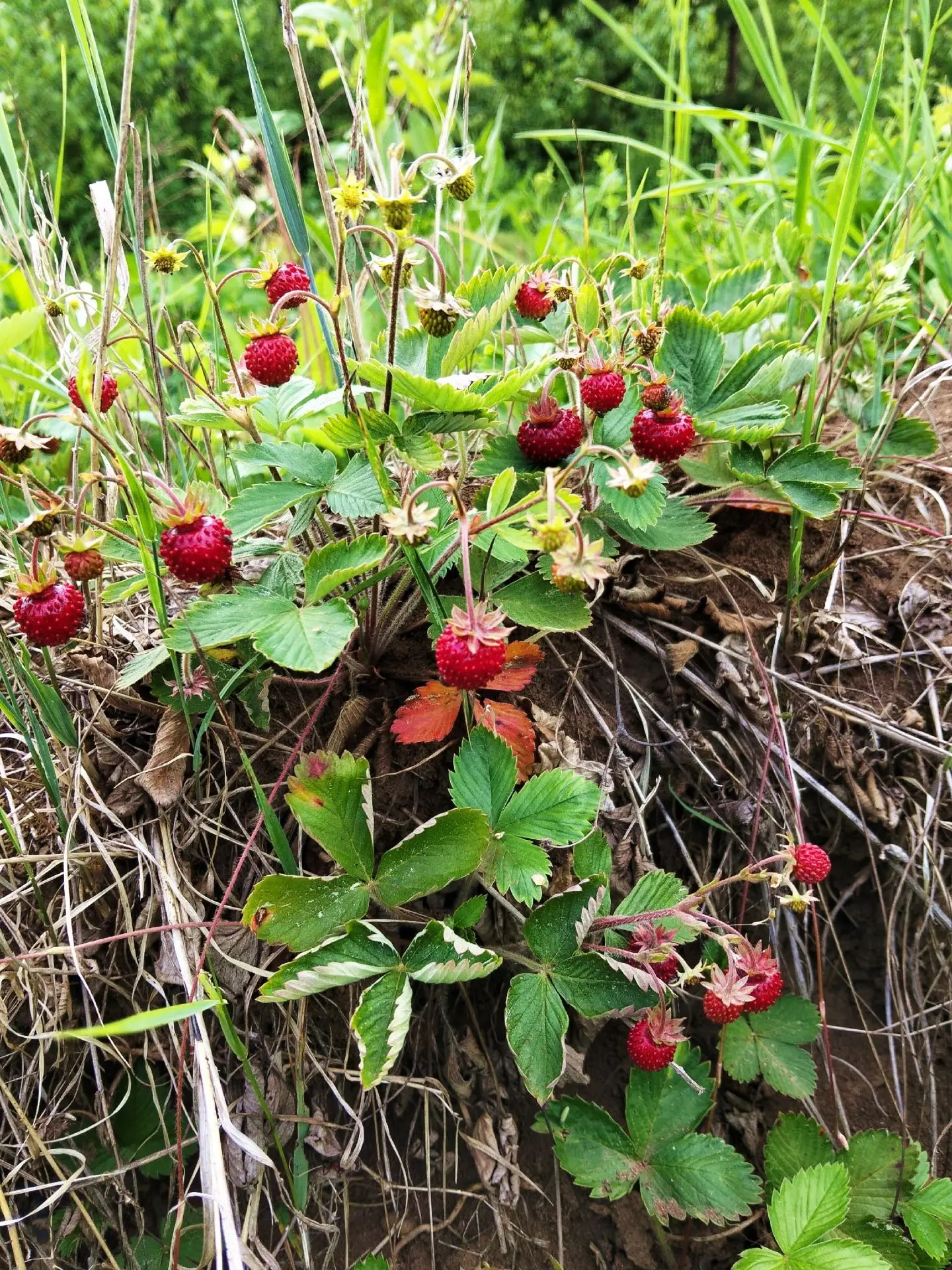 Доброго воскресного дня!

🐞Сегодня в Осе:
днём +24, ночью +16, переменная облачность, синоптики обе