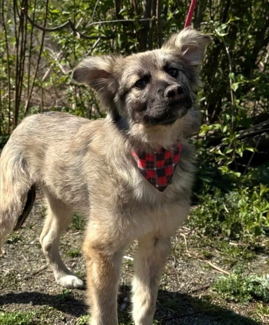 🐶 Подопечная Первоуральского Приюта ищет дом!