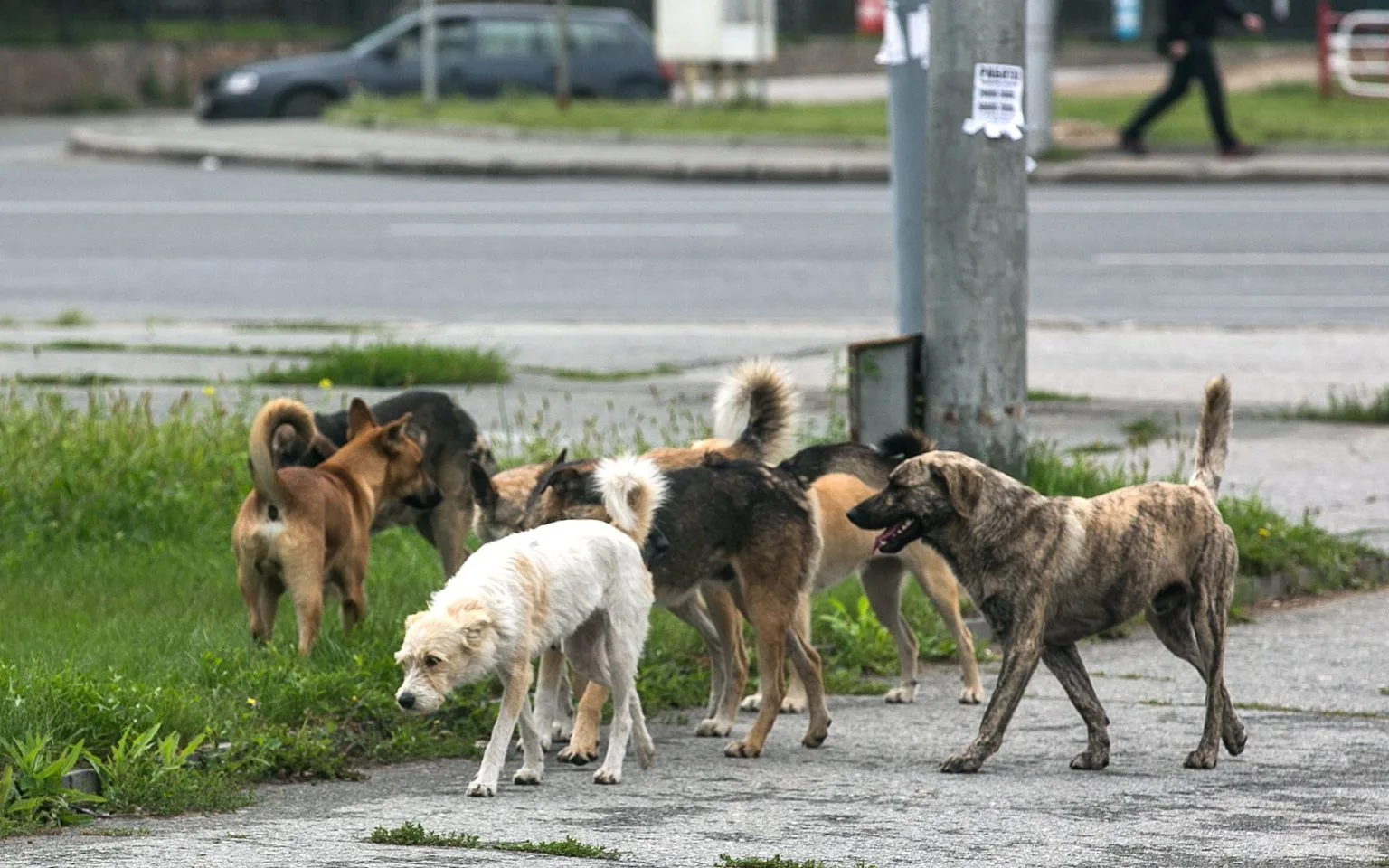 🐶Как вести себя при встрече с бродячей собакой?
⁣
Ребята, запомните простые правила — они помогут о