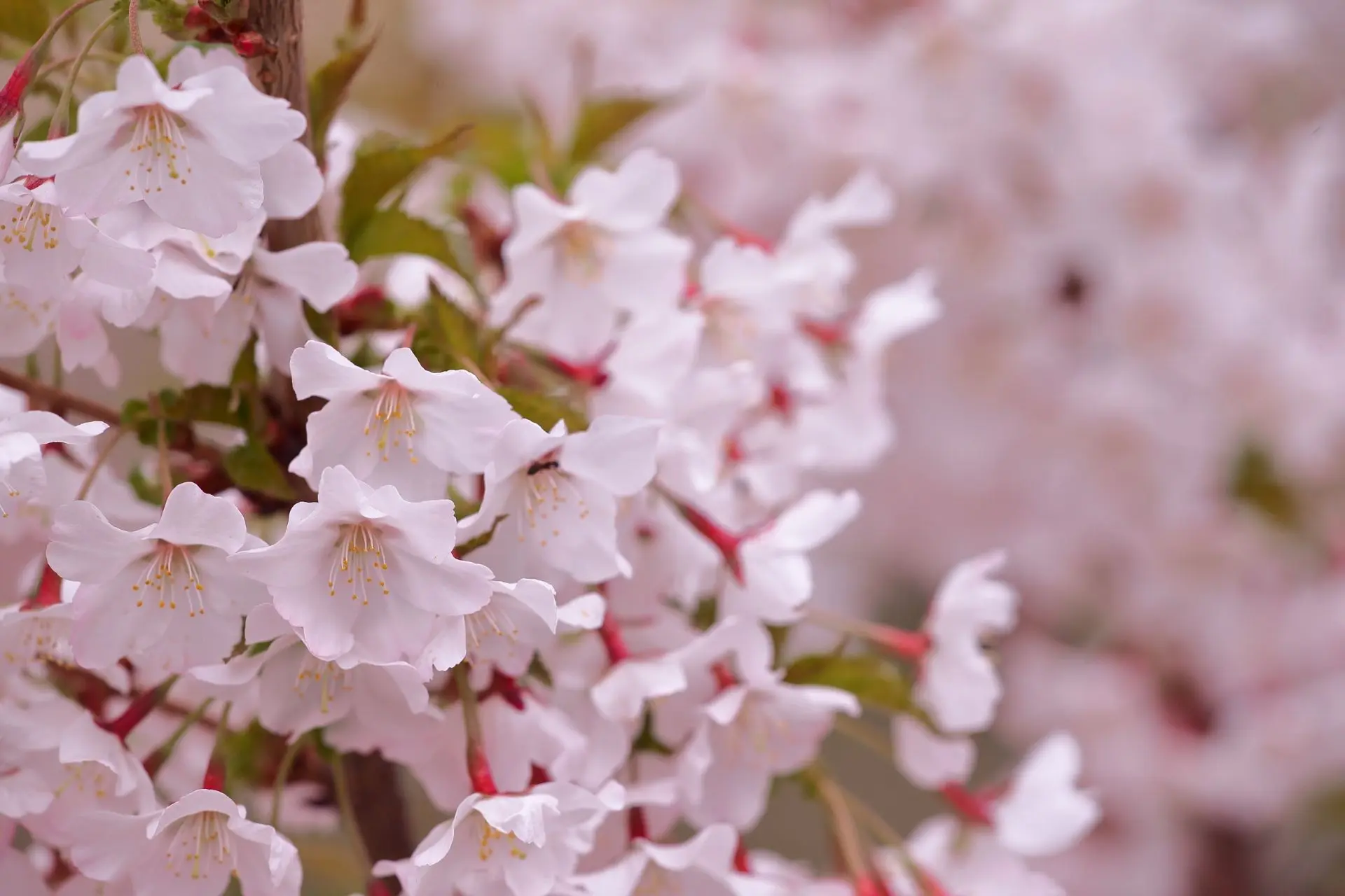 🌸 Специально к началу цветения сакуры в Музее зарубежного искусства🌸