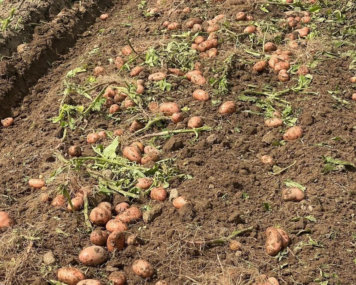 🥔 Копаем до победного
