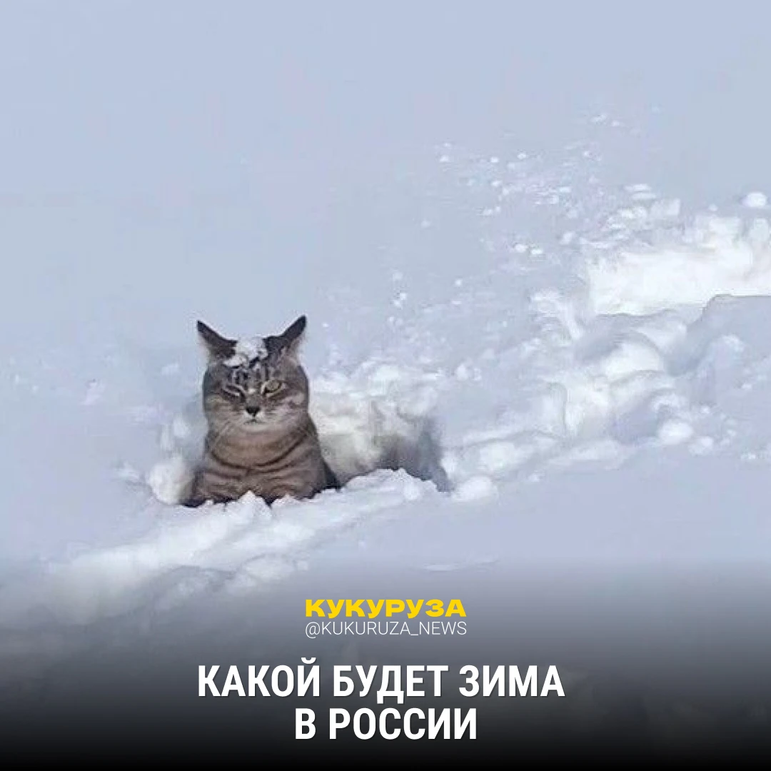 Изображение 1 к публикации «Кукуруза | Клевые новости России»