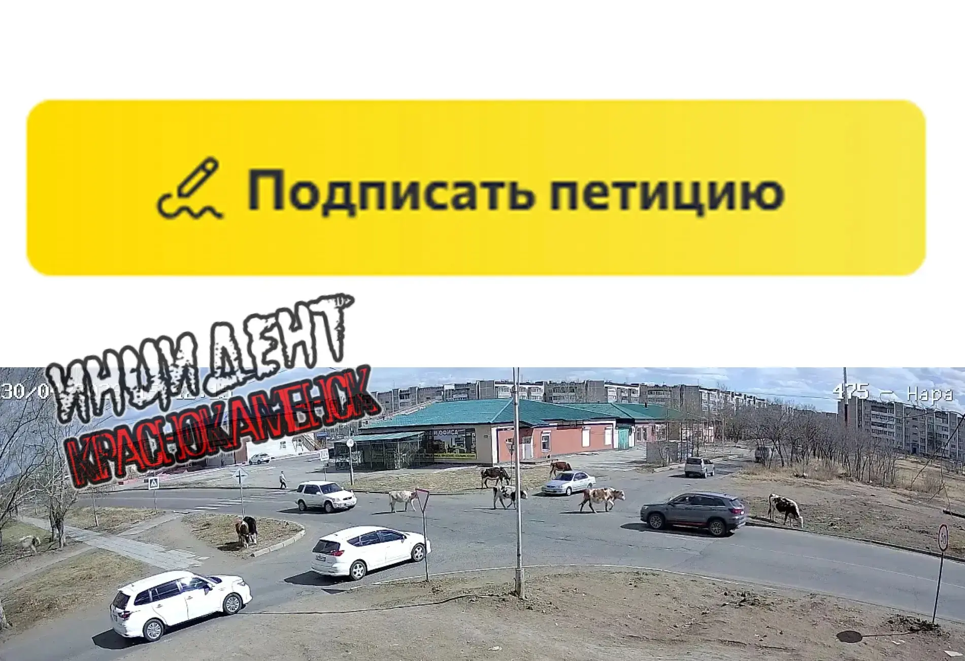 Петиция с призывом убрать скот с улиц Краснокаменска появилась на сайте change.org