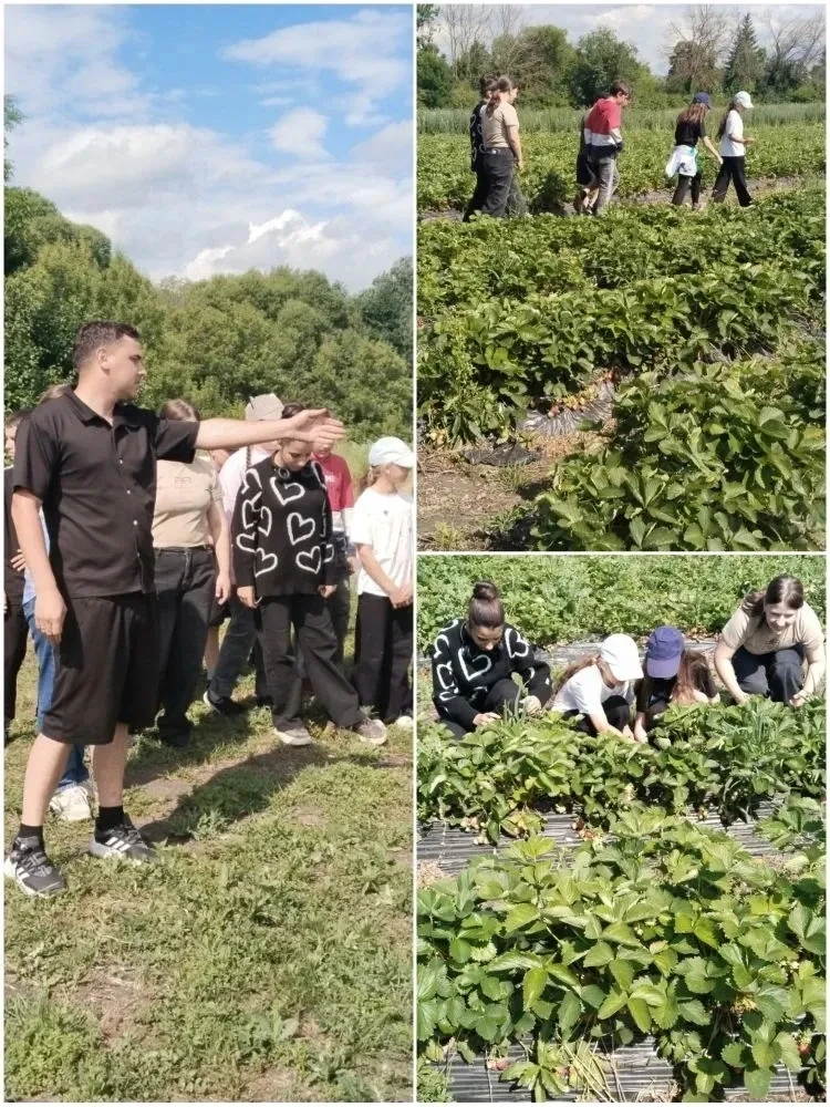 В рамках реализации проекта «Создание хозяйств по выращиванию садовой земляники сельхозтоваропроизво