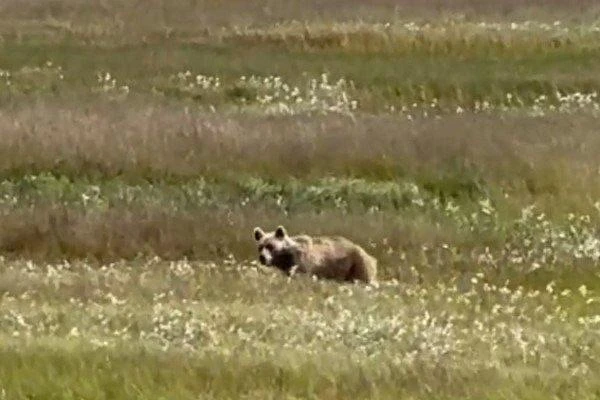 🐻 Медведь-рыбак вышел на охоту под Анадырем

На реке Хиузная появился незваный гость: молодой бурый