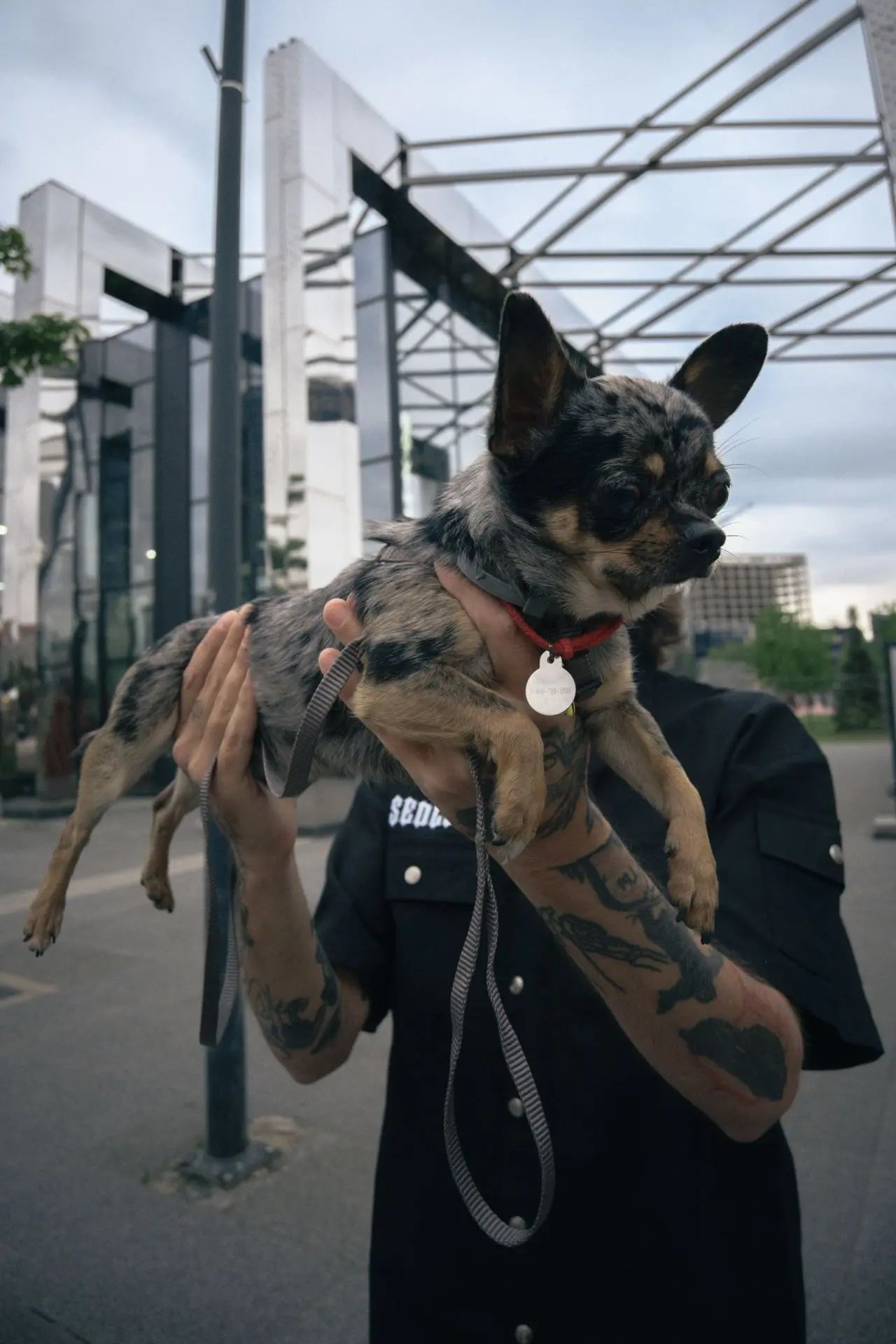 Мраморный малыш. 🤗🐶
