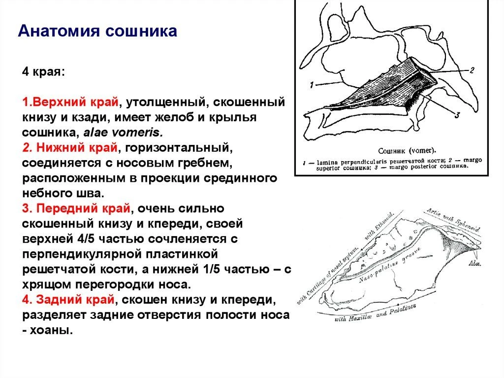 Анатомия сошника