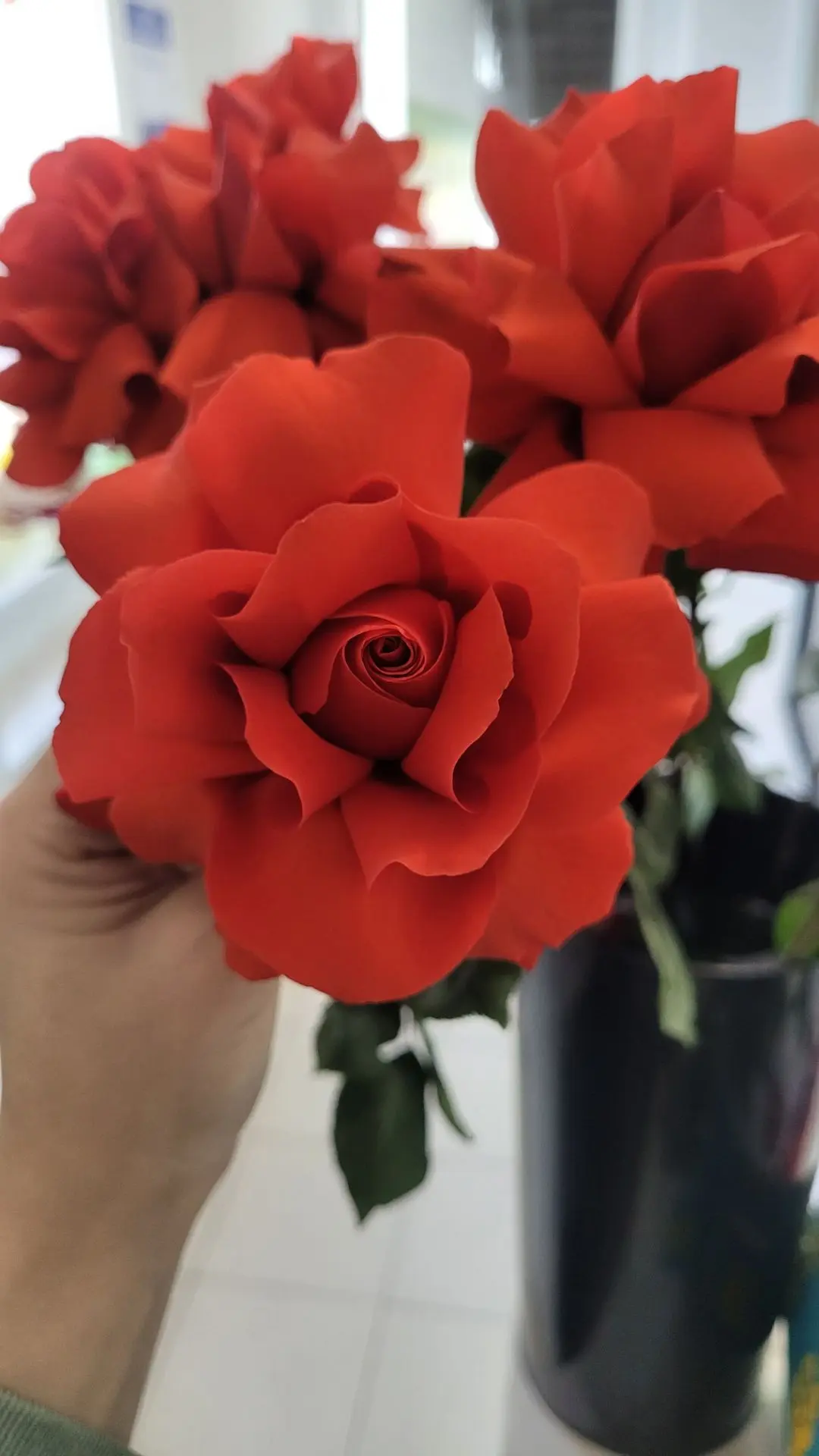 В наличии роза сорта "Нина" супер стойкая 💐🌹