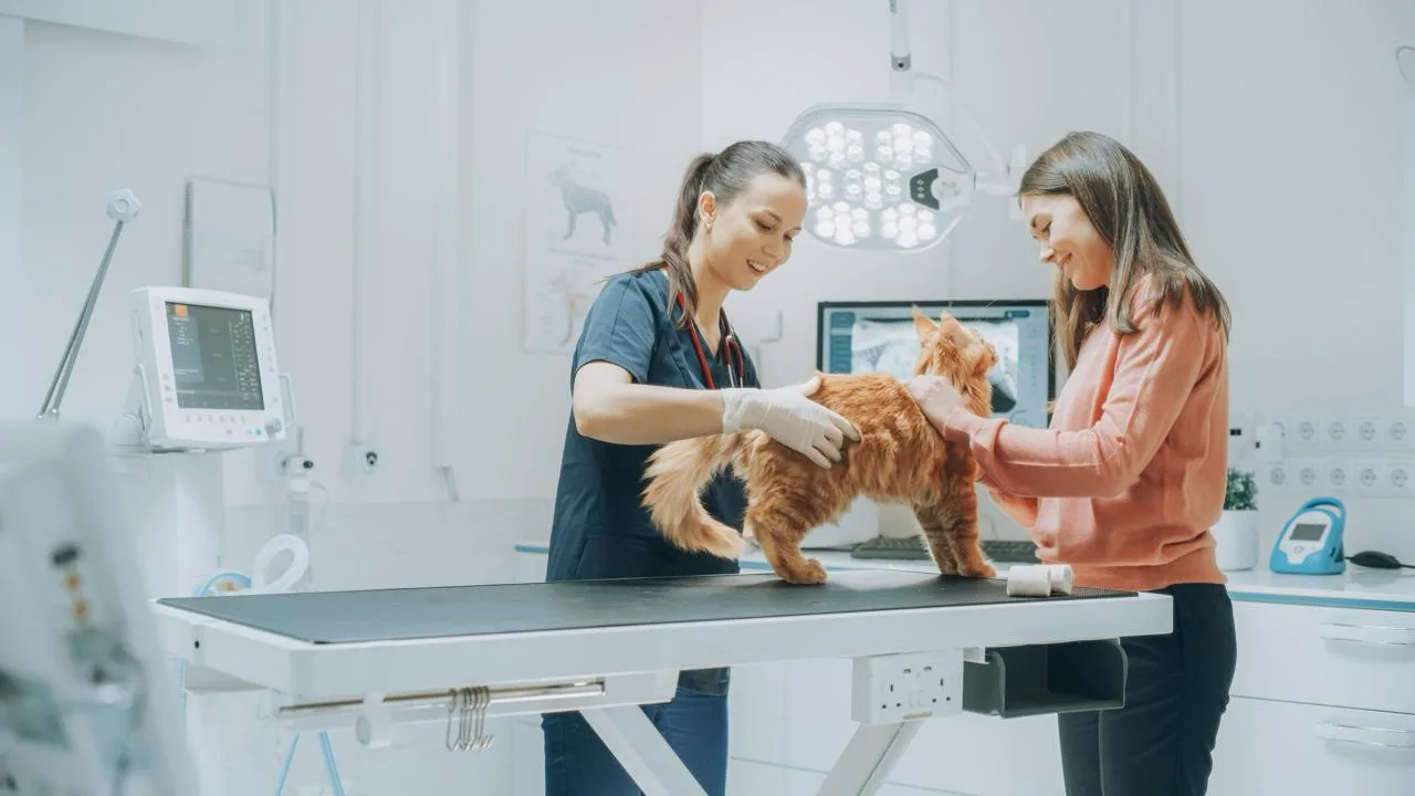 🐾 В Салехарде и Губкинском провели 293 рентген-исследования животных