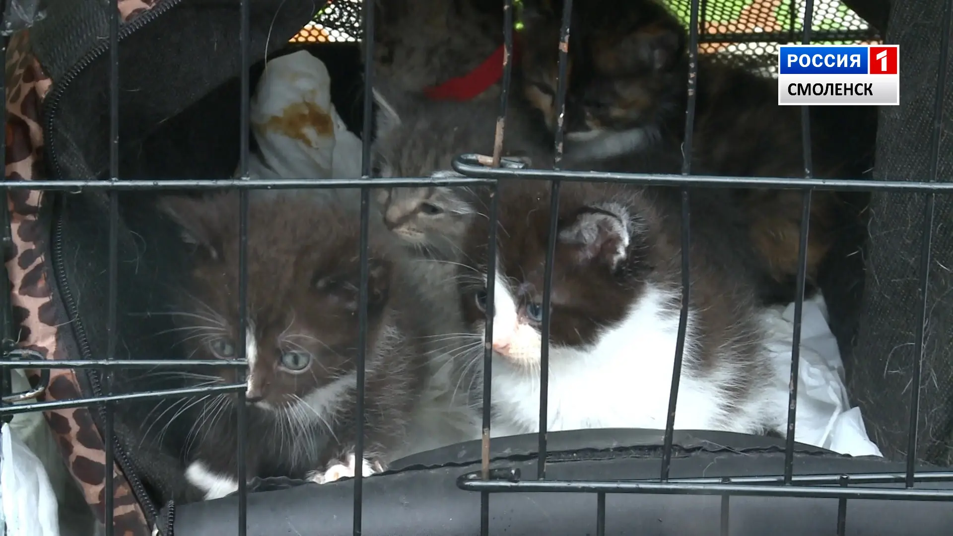 🐾 В Смоленске пройдёт первая осенняя выставка‑раздача животных «Путь домой»