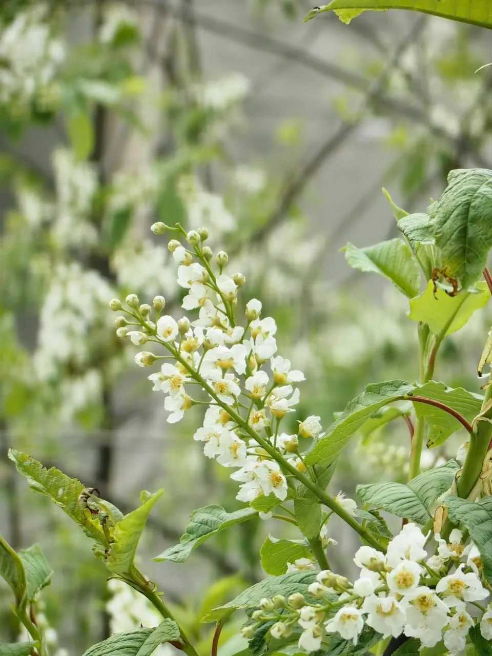 Мы нашли причину похолодания 🥶  На Самойловой зацвела черёмуха 🌸