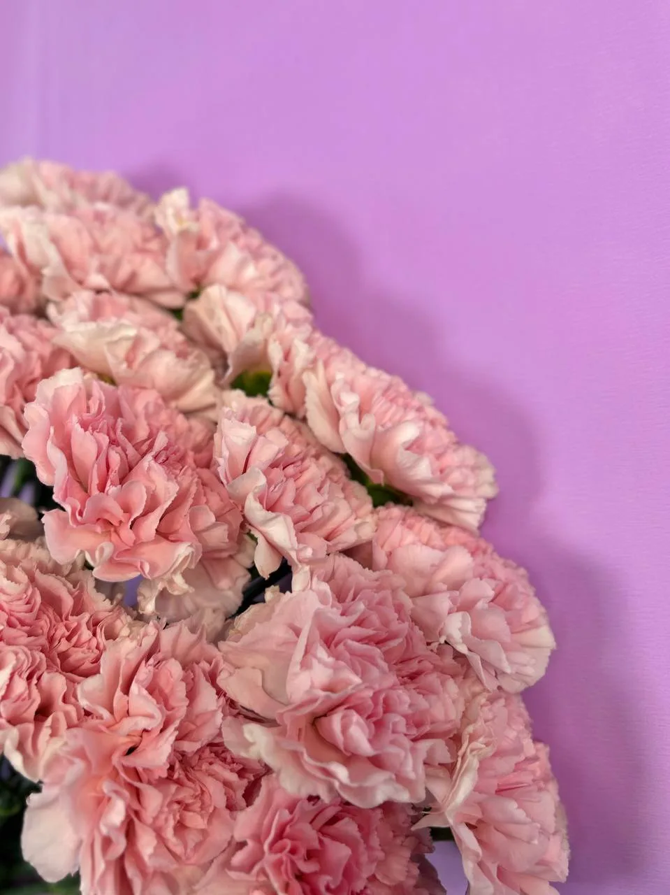 🌸💗✨ Диантус или гвоздика — ранее самый недооцененный цветок, а теперь хит 2025-2026✨🌸