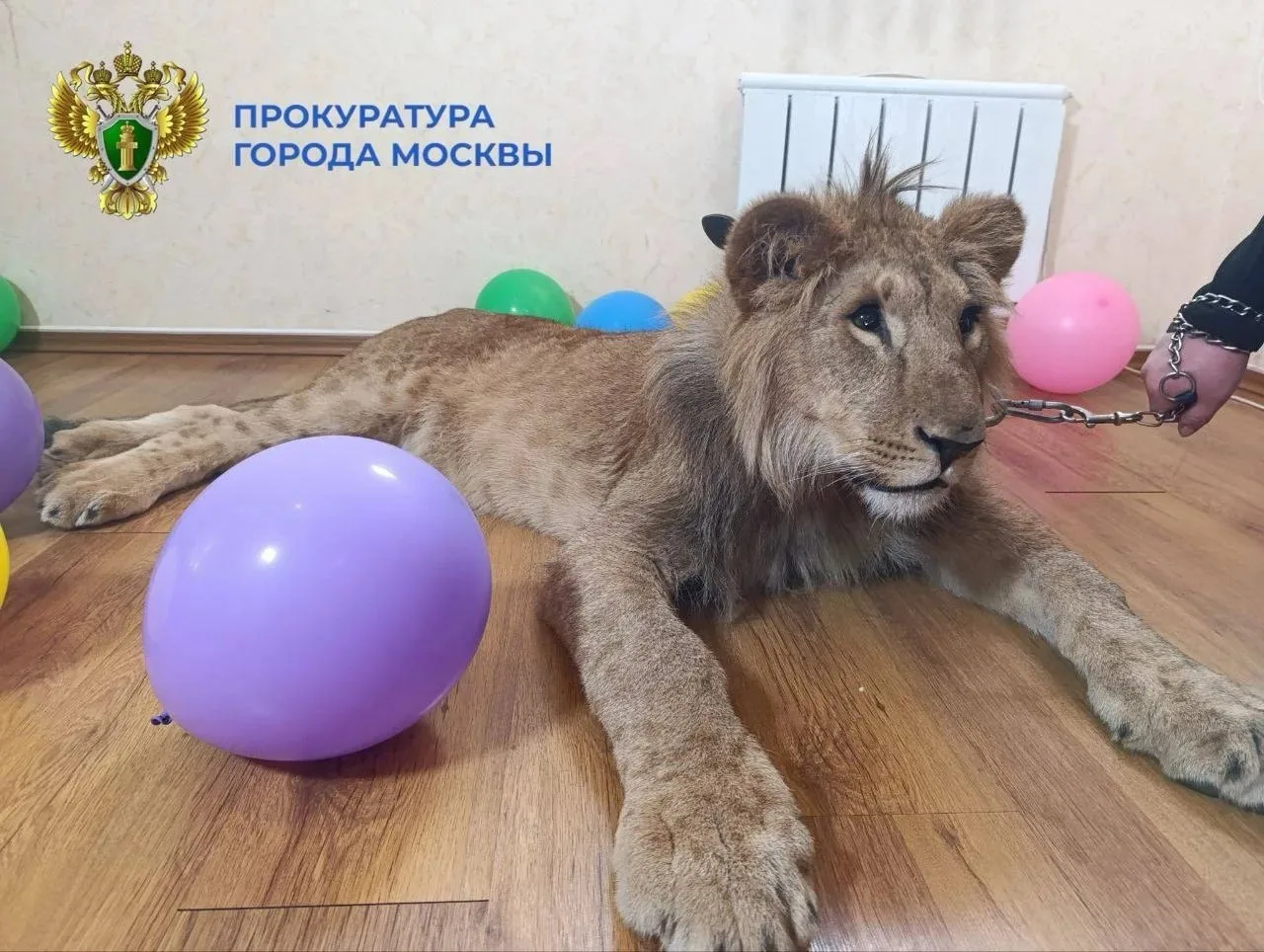 Столичный суд оштрафовал троих фигурантов дела о незаконных фотосессиях со львами, кото...