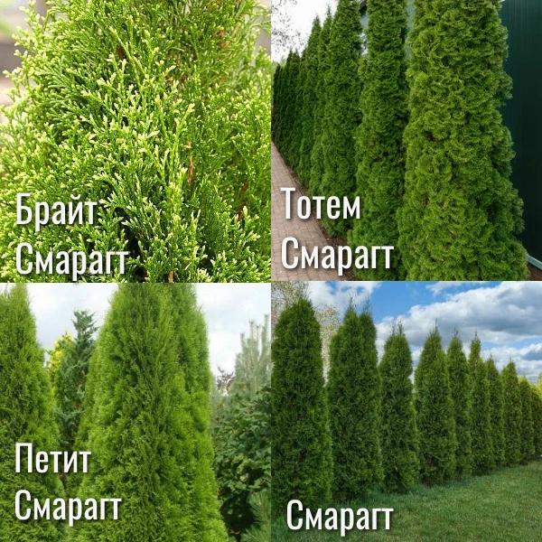🌲 СМАРАГДЫ БЫВАЮТ РАЗНЫМИ: 5 СОРТОВ