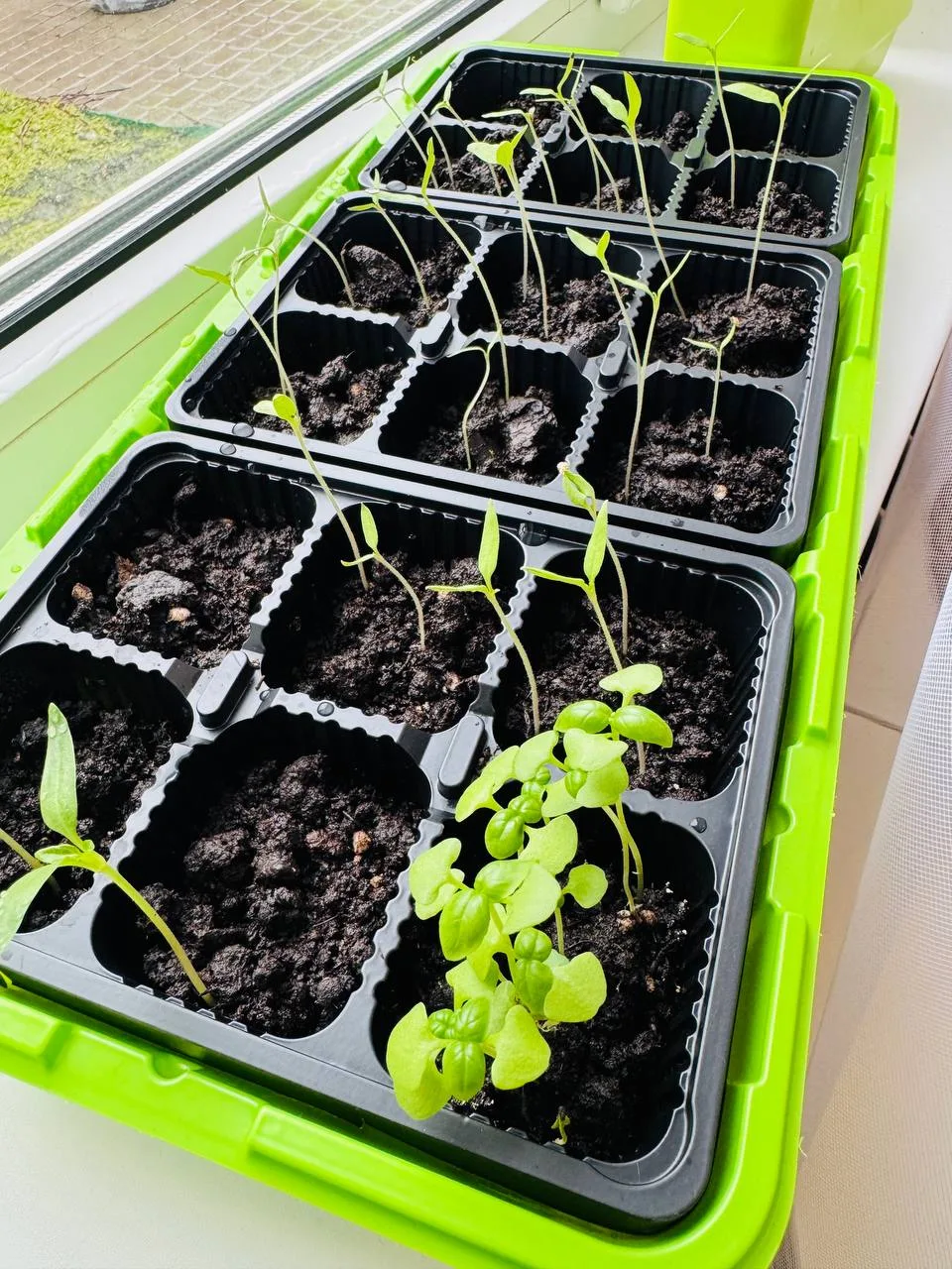 Ну что, спустя неделю в моём мини-парнике уже довольно много всходов. 🌱🌱🌱 В пустые ячейки я всё-таки