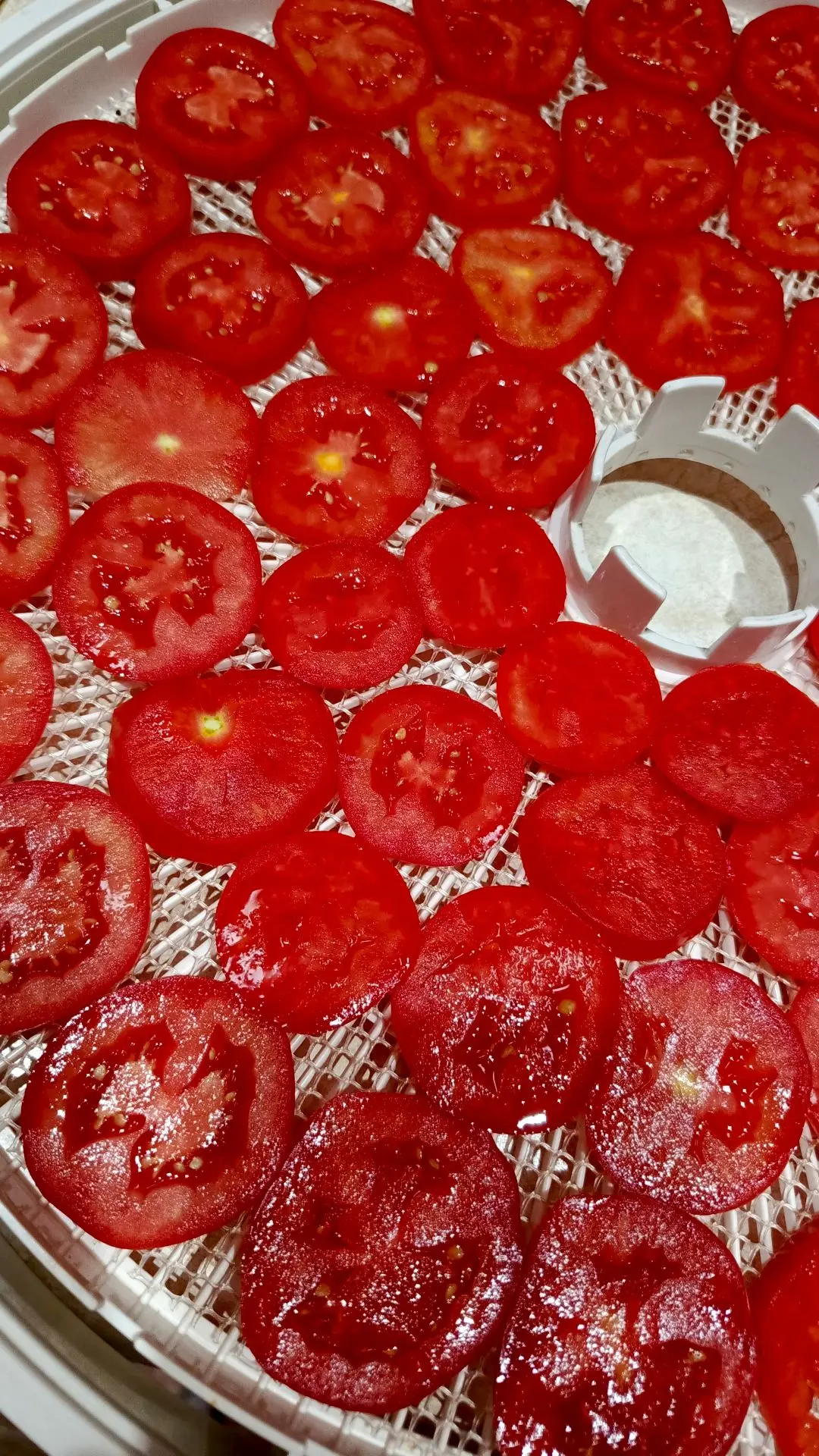 Томатов урожай в этом году богатый 🍅💰👍