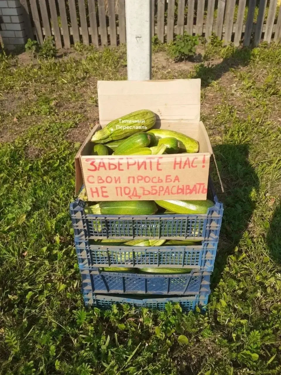 🥒 Переславский район вышел на новый уровень решения проблемы с кабачками. В деревне Скулино заметил