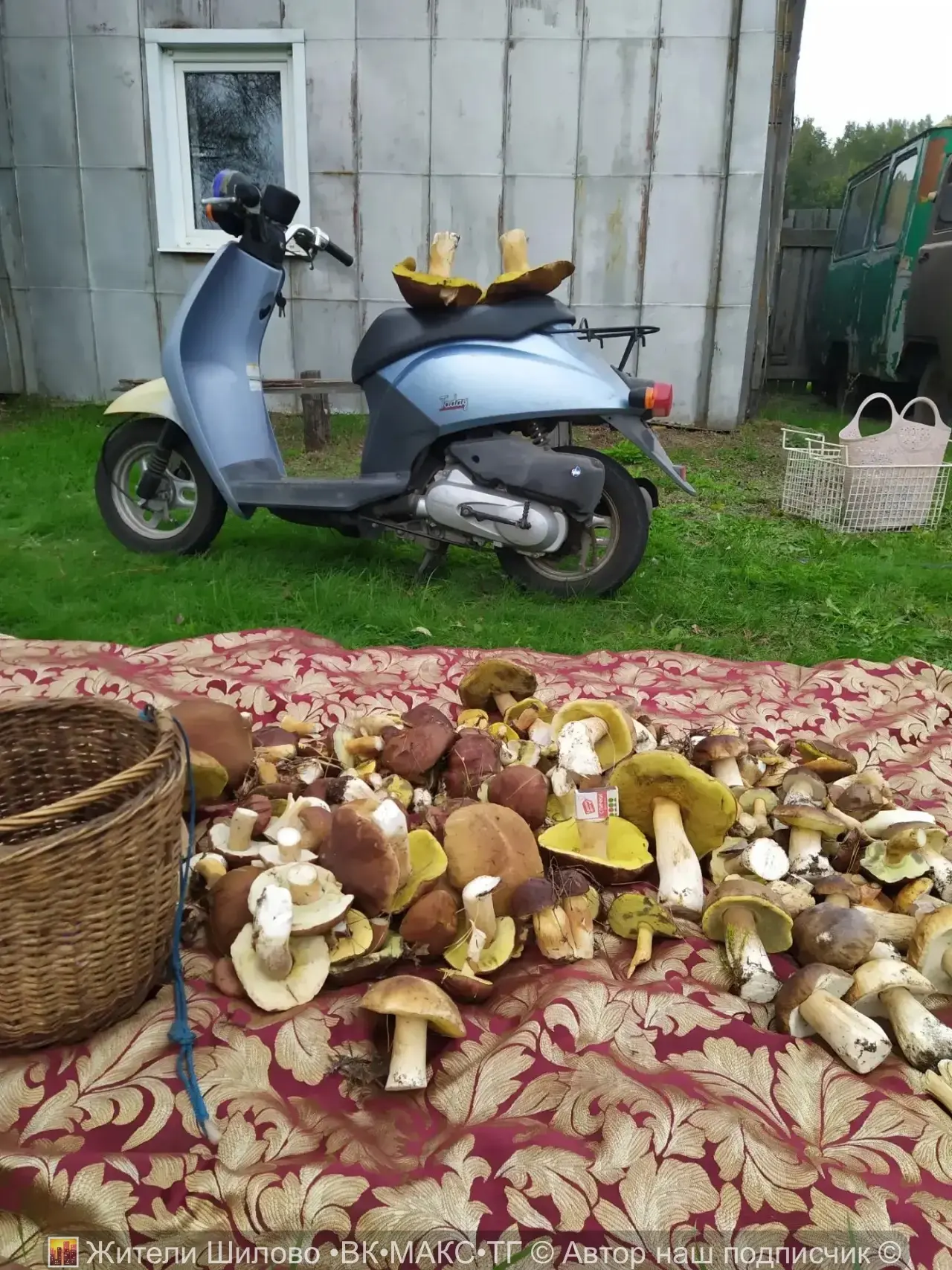 🍄‍🟫Поохотились сегодня...