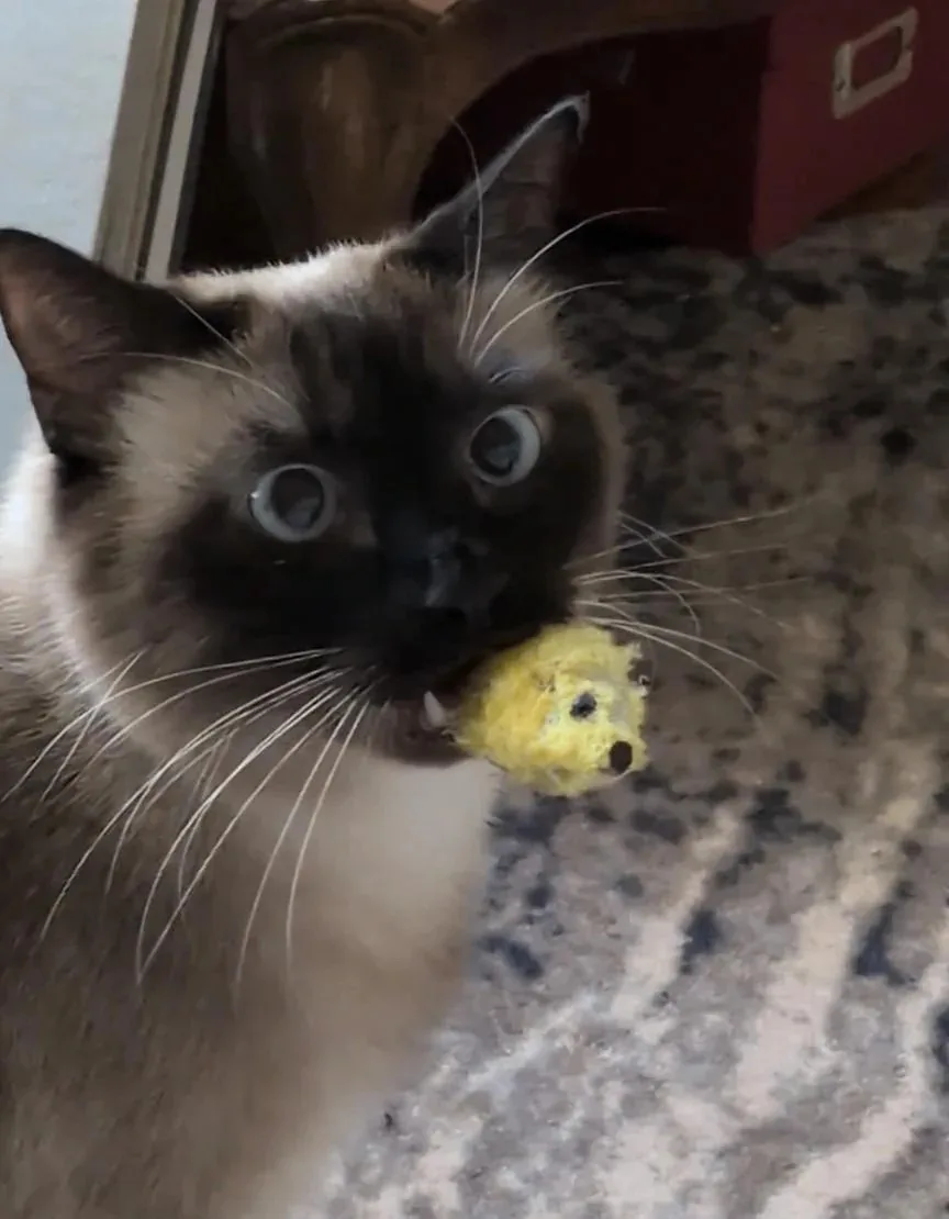 Мне одной кажется, что у малого во рту пёсик? 😸