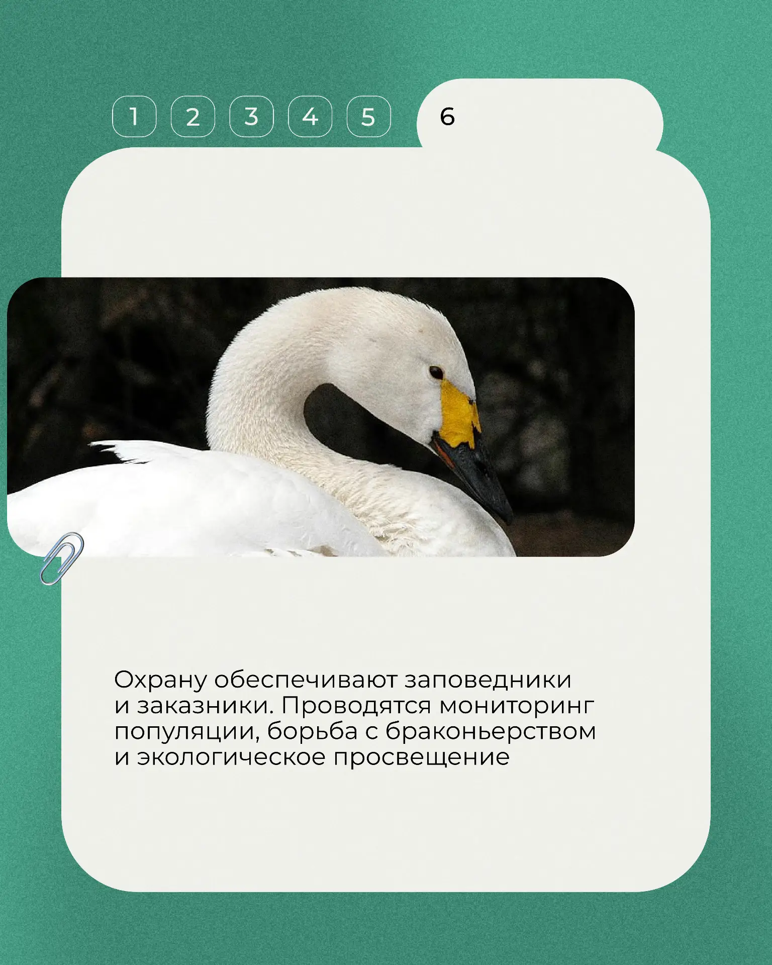 📕Продолжаем рубрику «Животные Красной книги».    Сегодня — несколько фактов о малом лебеде, изящной 