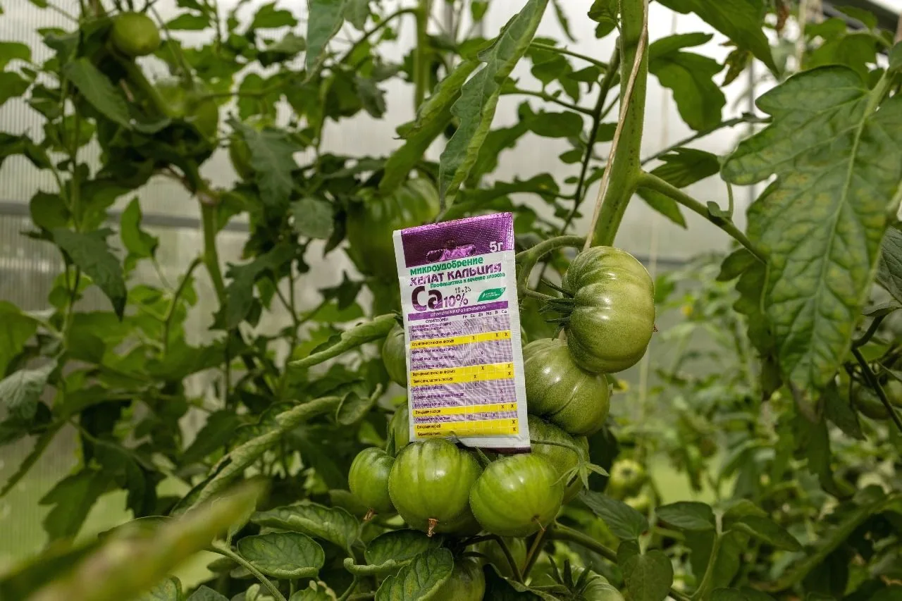 🍅 Каждый дачник хоть раз сталкивался с капризами томатов. Скрутились листья, опали цветы или плоды 