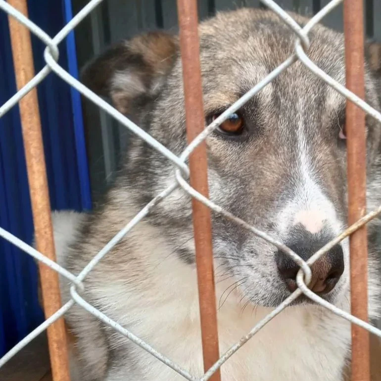 🐕 28 августа в Апатитах отловлено 3 собаки без владельца. На время розыска собственник...