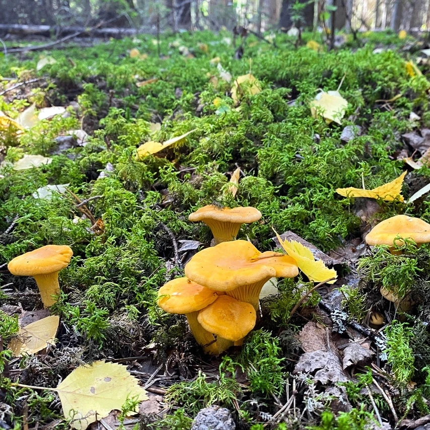 В Коми по телефону из леса вывели женщину🌲