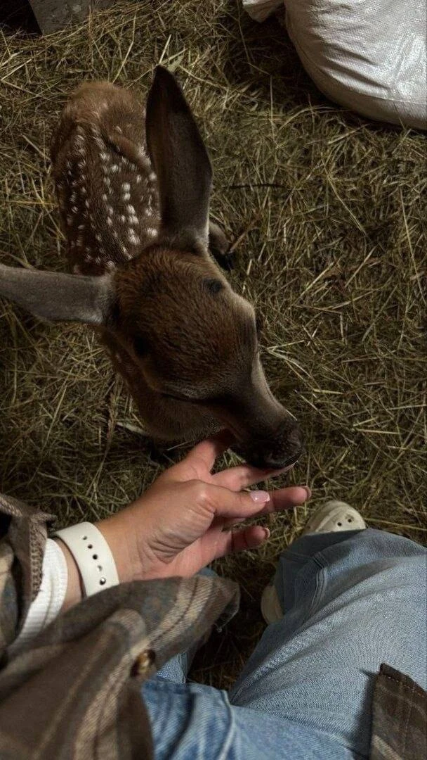 🦌 Калининградка уже месяц выхаживает оленёнка, которого бросила мама.
