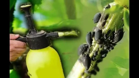 КАК ИЗБАВИТЬСЯ ОТ ТЛИ БЕЗ ХИМИИ🐜
Девочки, делюсь простым и рабочим способом, который всегда выручае