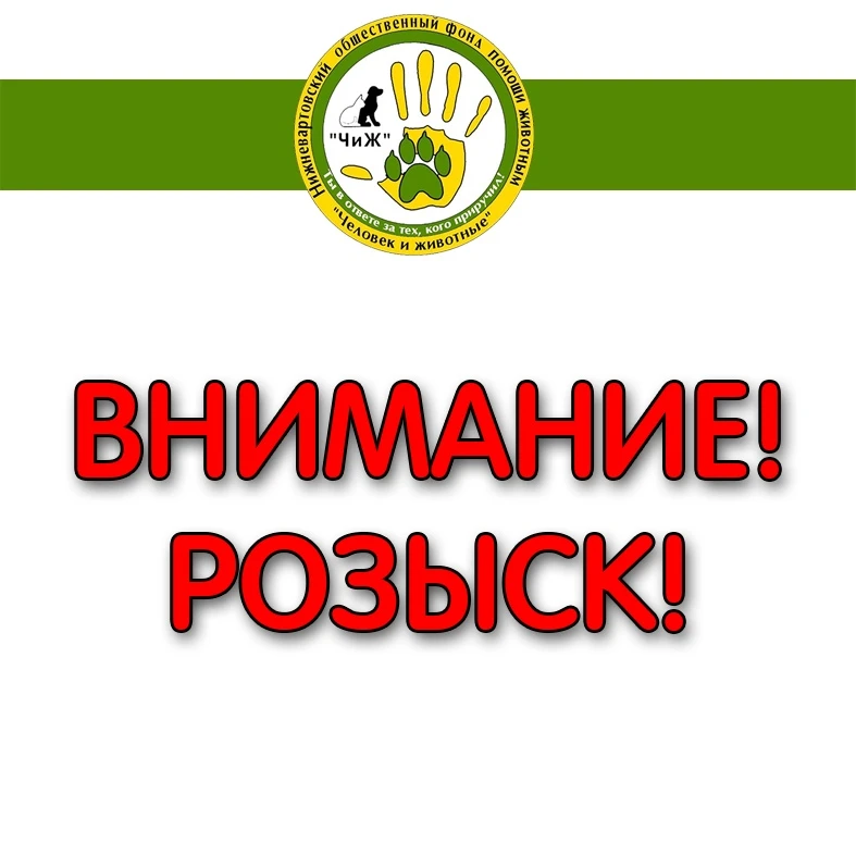 ВНИМАНИЕ! РОЗЫСК! 
https://vk.ru/id116511809
В районе Стар. Вартовска (СИЗО) потерялась наша любимая