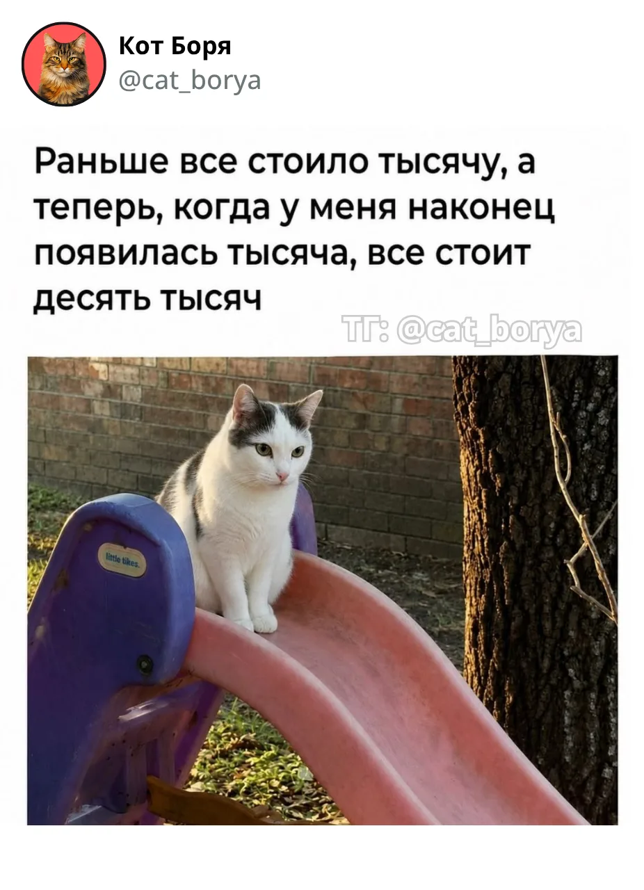 Кот Боря: Психолог с лапками