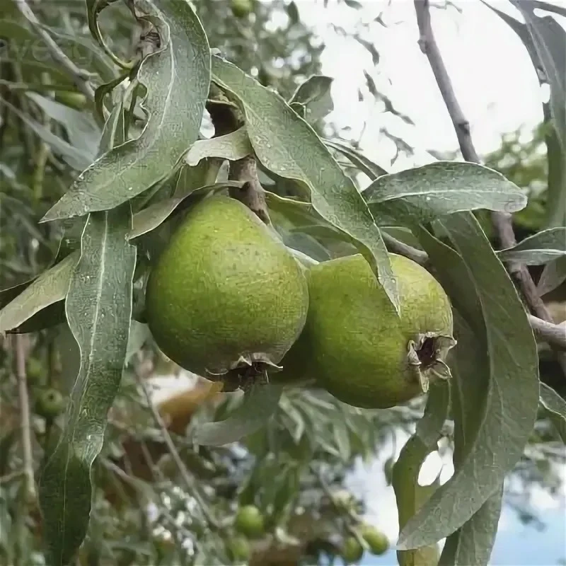 У нас грандиозная распродажа крупномеров! 🌳🔥