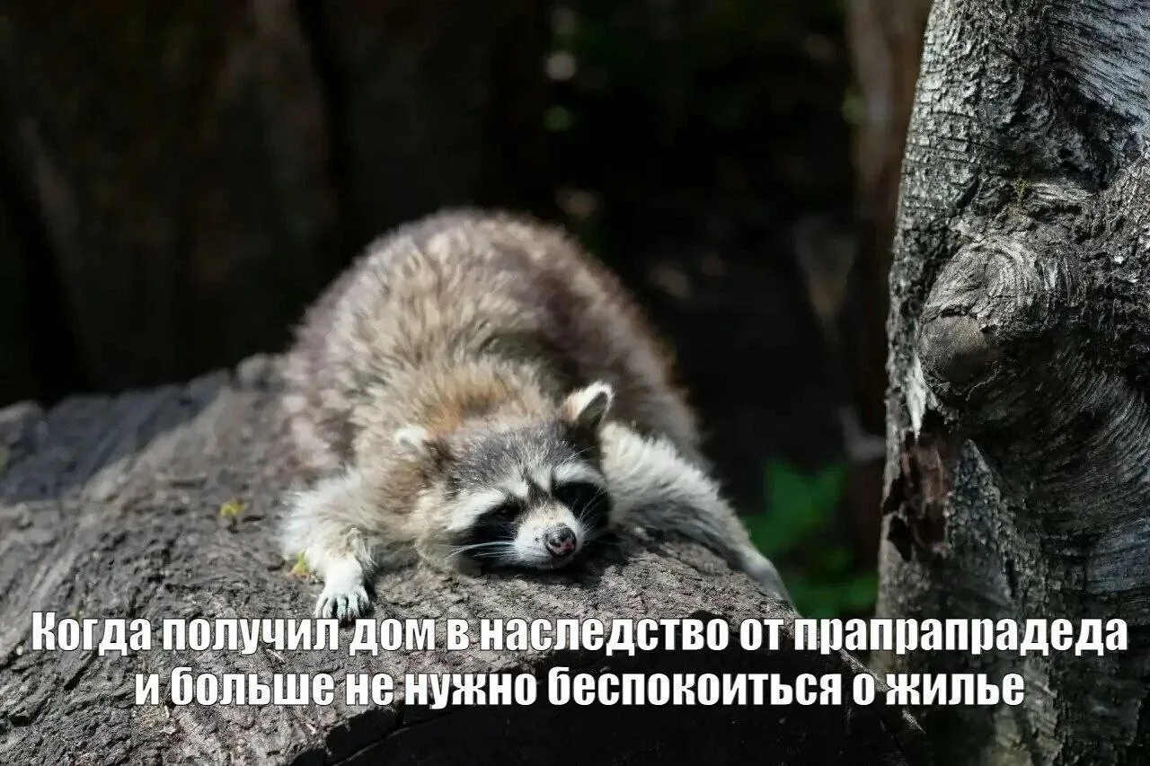Ну и раз уж сегодня День нашего зоопарка, закончим весёлым постом с мемами о его обитателях, от реда