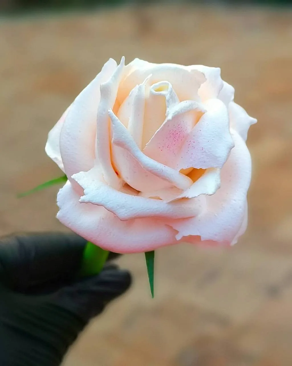 🌸 Хотите научиться создавать реалистичные цветы из крема своими руками?

Приглашаем вас на бесплатн