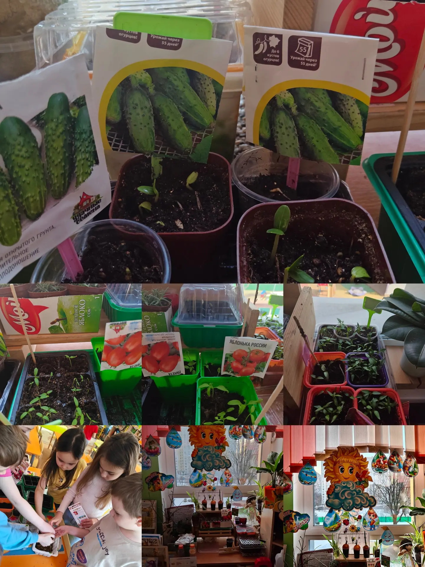 🥒 "Огород на подоконнике" в детском саду "Дубравушка"  🌱 Разведение огорода на подоконнике — приятно