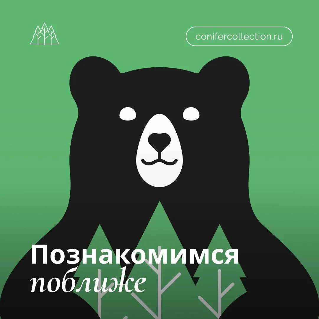 Добро пожаловать в мир Хвойной Коллекции! Мы открываем для вас двери в удивительный мир эстетики 