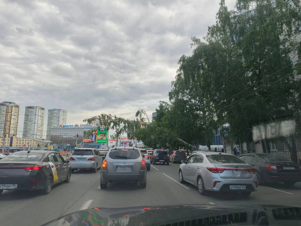 Сегодня утром на Танковой дерево упало и повисло на проводах 😱