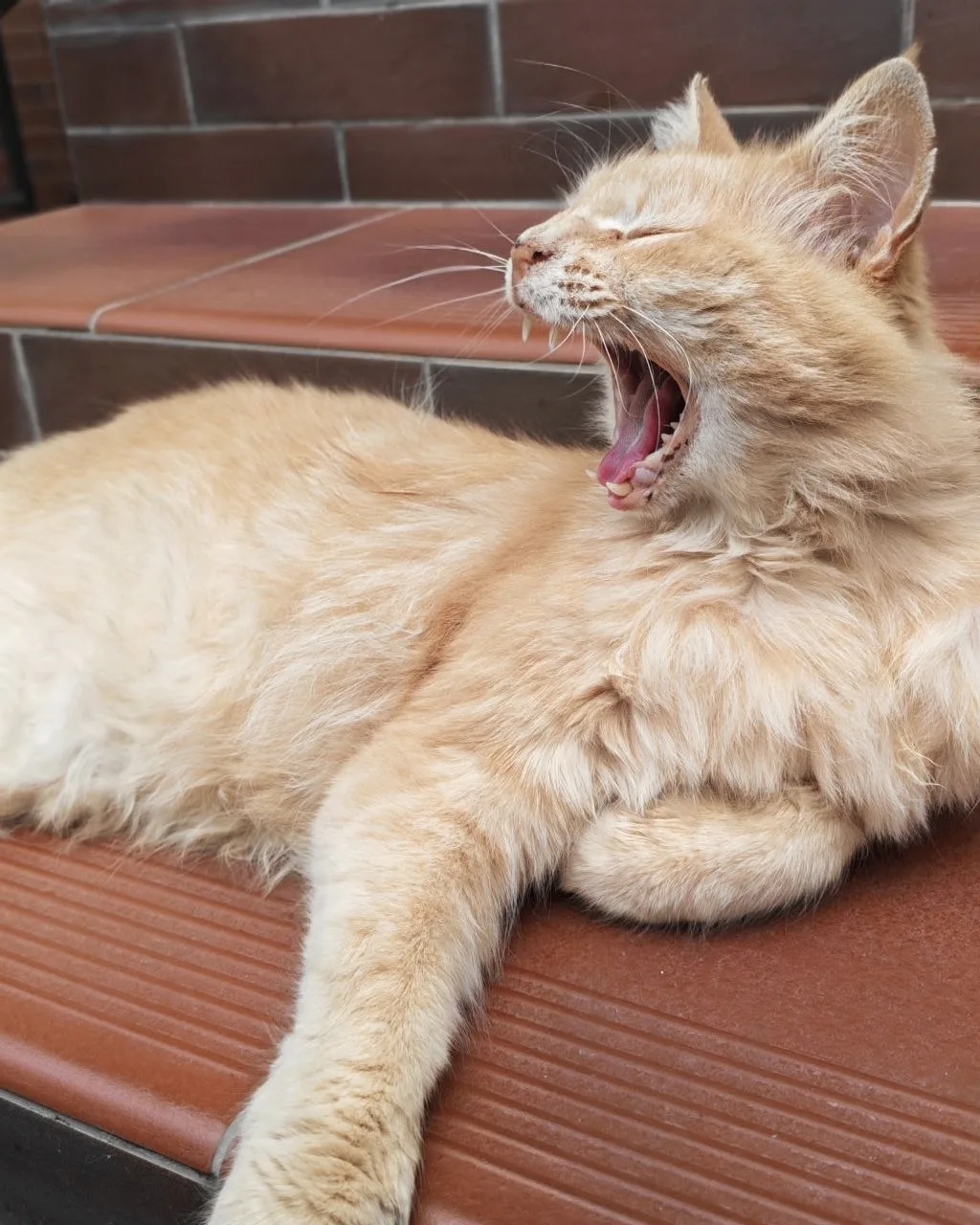 😸Очередная мудрость от нашего офисного кота Персика: иногда лучший план на рабочие час...