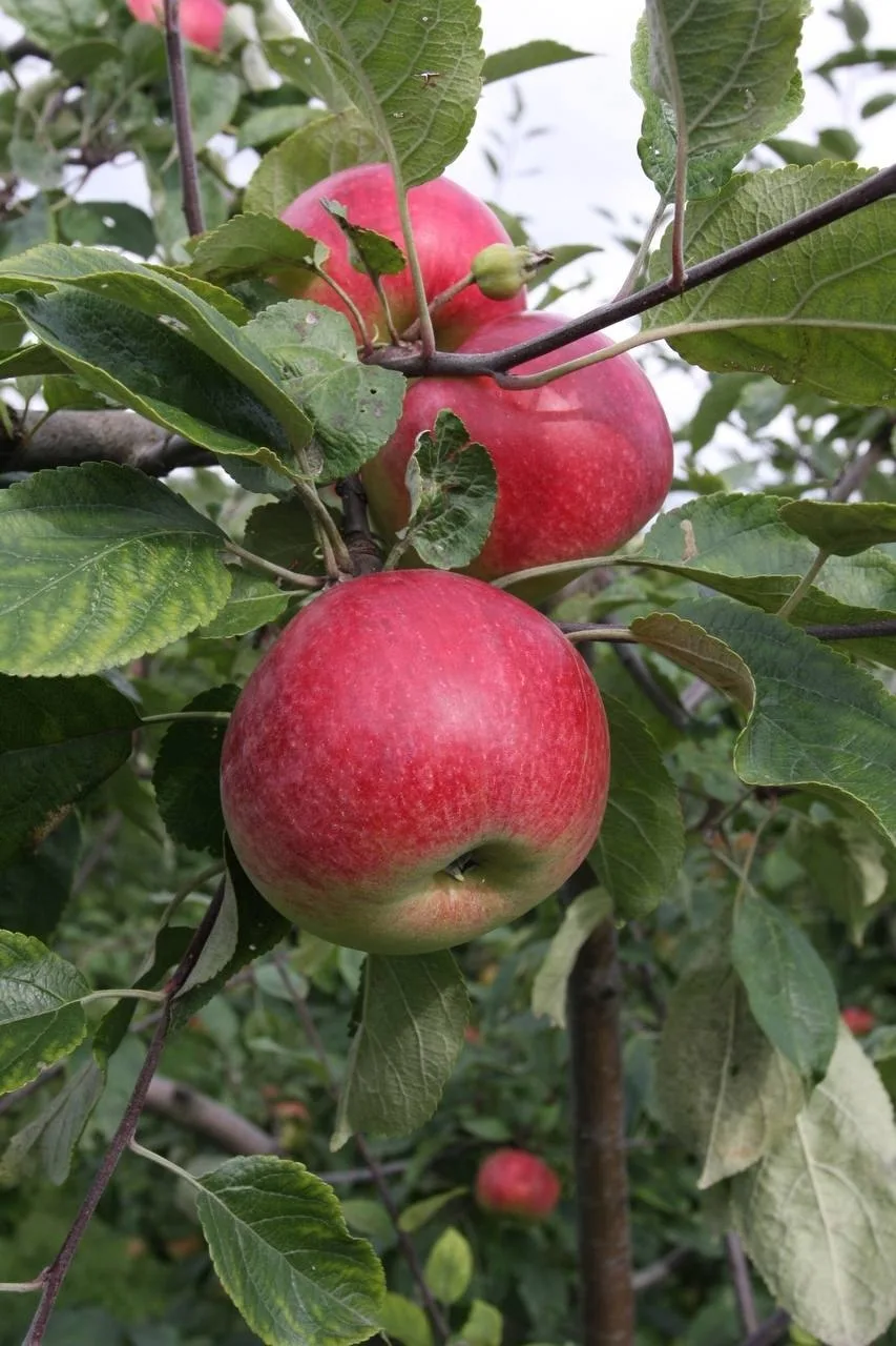В Ботаническом саду МГУ сейчас сезон яблок 🍎