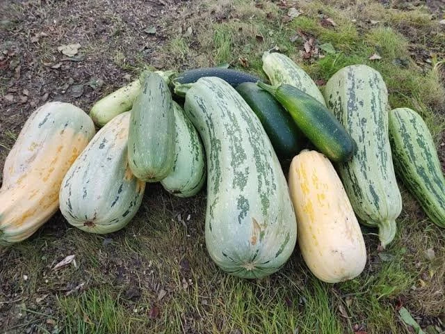 🥒🎃 Если урожая слишком много