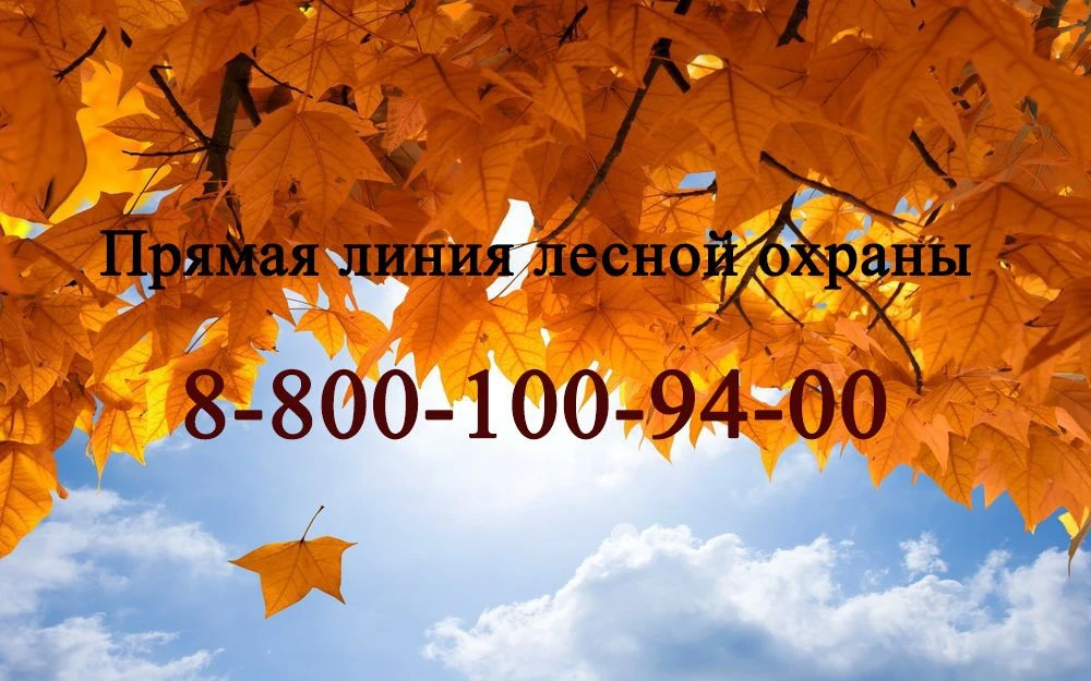 🍂 Осень вступает в свои права: прохлада и дожди