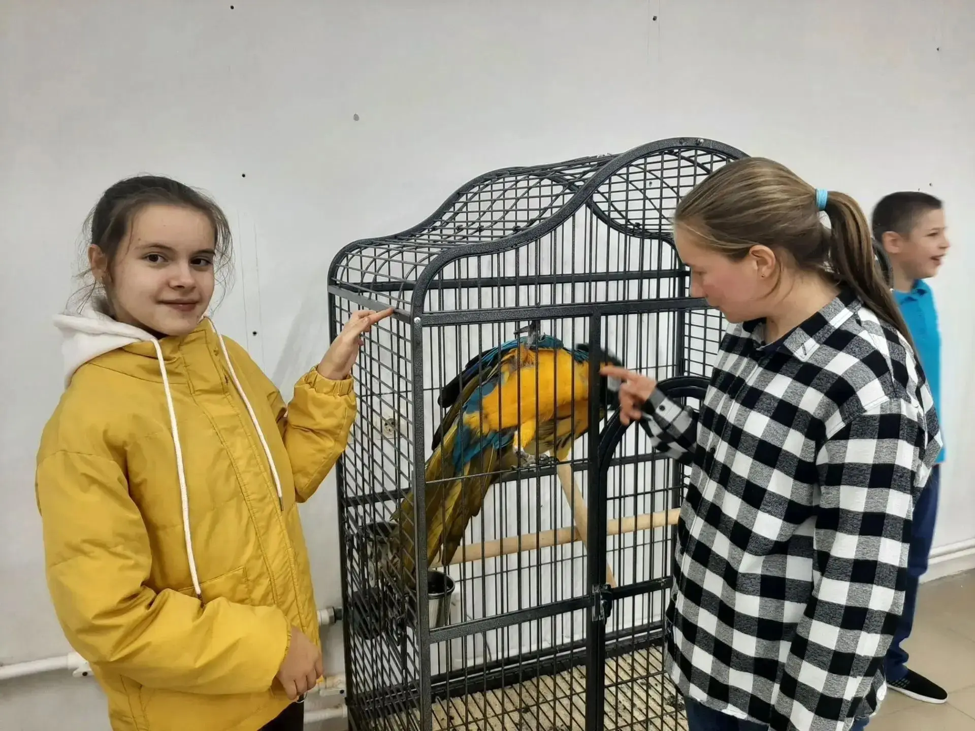 🦜🦜🦜 Сегодня  мальчишки и девчонки из "Дома социального обслуживания "Подсолнух"совер...