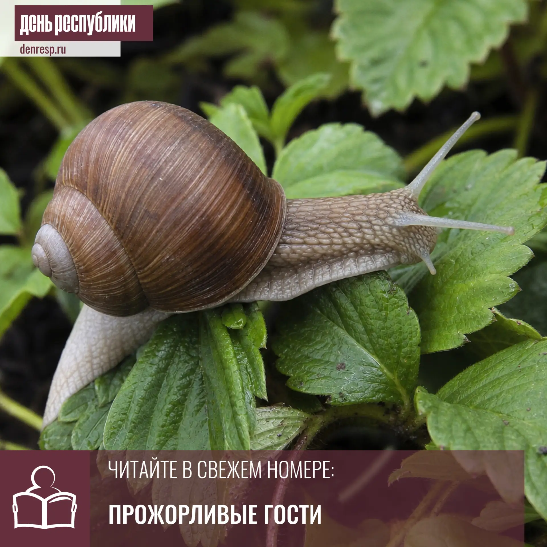 Слизни и улитки буквально за ночь могут уничтожить не только овощи и ягоды, но и некоторые цветы

На